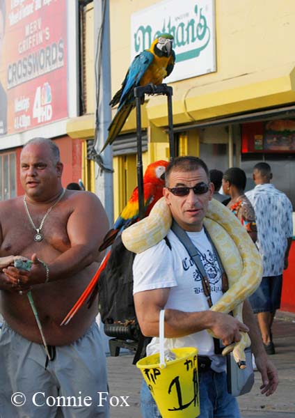Parrrot man
